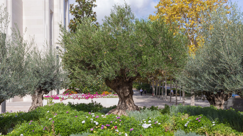 Criação e manutenção ode jardim do templo Marmone em Lisboa
